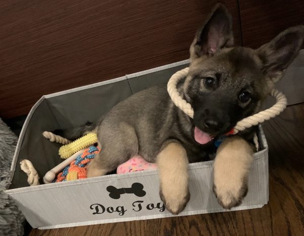 Puppy in a box with dog toys