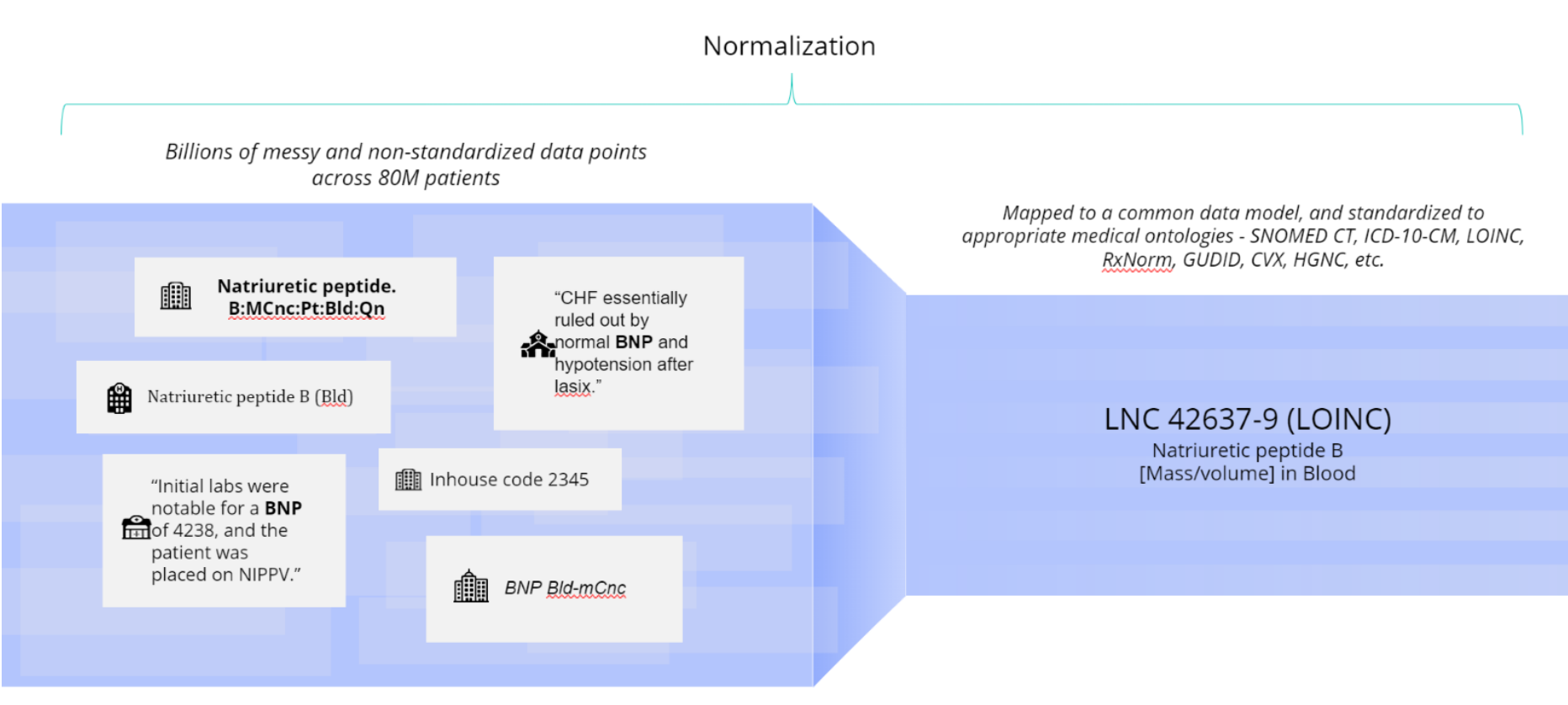 normalization model