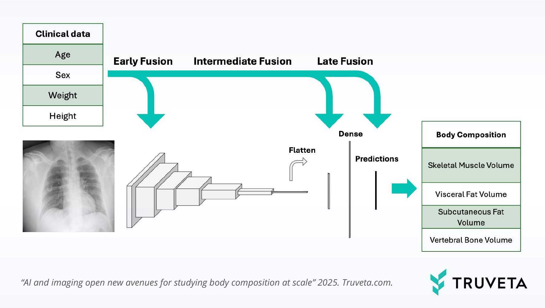 Multimodal deep-learning diagram: clinical data and chest X-ray fused (early/intermediate/late) to predcit body composition - muscle, visceral and subcutaneous fat, and vertebral bone.