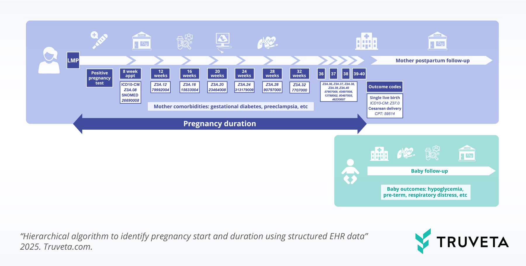 Illustrated timeline showing Truveta’s hierarchical algorithm to estimate pregnancy start and duration using structured EHR data. The timeline begins with last menstrual period (LMP) and a positive pregnancy test, followed by clinical milestones at 8, 12, 16, 20, 24, 28, 32, 36–40 weeks with corresponding ICD-10-CM and SNOMED codes (e.g., Z3A.08, Z3A.12, Z3A.16). The pregnancy duration section highlights maternal comorbidities such as gestational diabetes and preeclampsia, leading to outcome codes for single live birth or cesarean delivery. A lower track represents baby follow-up, showing infant outcomes like hypoglycemia, preterm birth, and respiratory distress. Branded with Truveta logo and caption “Hierarchical algorithm to identify pregnancy start and duration using structured EHR data.”